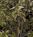 รูปย่อ จำหน่าย ต้นยางอินเดีย ต้นยางแคระ ต้นยางด่าง รูปที่2