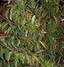 รูปย่อ จำหน่าย ต้นยางอินเดีย ต้นยางแคระ ต้นยางด่าง รูปที่1