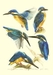 รูปย่อ  Watercolor Painting ภาพวาดสีน้ำ/Art print นกในเมืองไทยขนาด A4= 60 .บ  รูปที่4