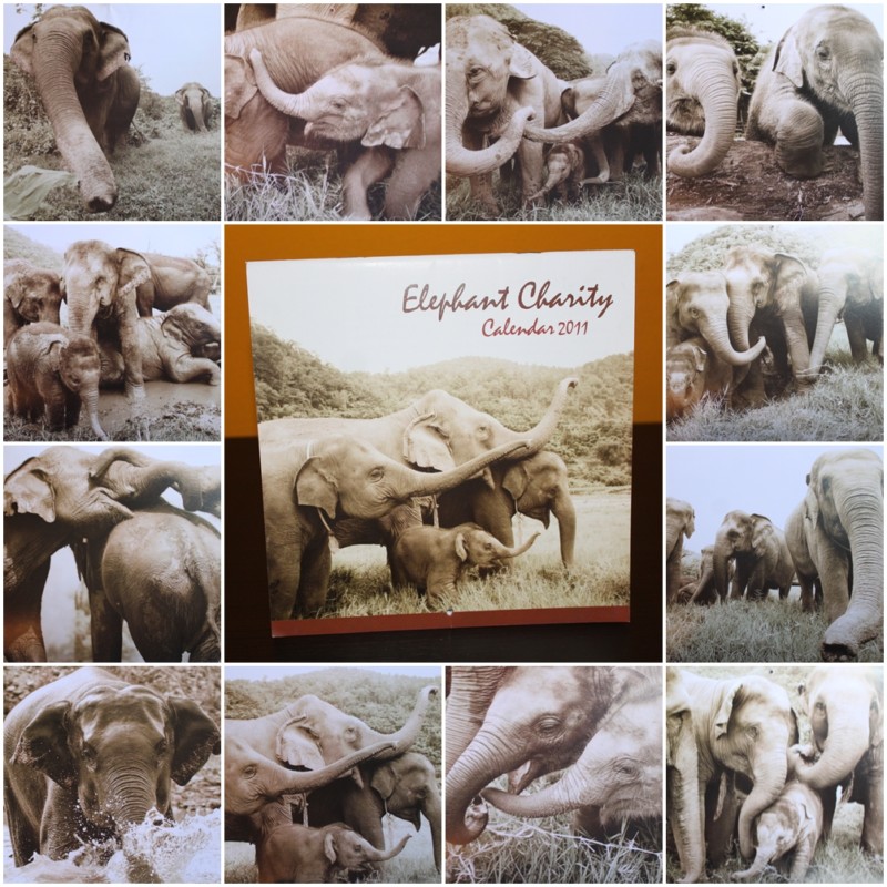 ปฏิทินภาพชุด Elephant Charity Calendar 2011 รูปที่ 2