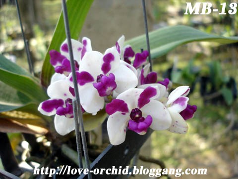 จำหน่ายกล้วยไม้ไทยพันธุ์แท้ พัฒนาสายพันธุ์แล้วหลากหลายชนิด รูปที่ 4