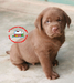 รูปย่อ  chocolate puppy labrador ลูกสุนัขลาบราดอร์ สีช็อค น่ารักๆลาบราดอร์ Labrador Retriever ป้องกันพยาธิหนอนหัวใจ เห็บ หมัด ไ รูปที่4