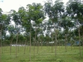 ขายสวนยางพารา 25 ไร่ ยาง 4-5 ปี ติดเขื่อนลำปะทาว บ้านท่ากอก อ.แก้งคร้อ จ.ชัยภูมิ ไร่ละ 155 000 บาท