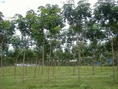 ขายสวนยางพารา 25 ไร่ ยางพารา 4-5 ปี ติดเขื่อนลำปะทาว อ.แก้งคร้อ จ.ชัยภูมิ ไร่ละ 160,000 บาท