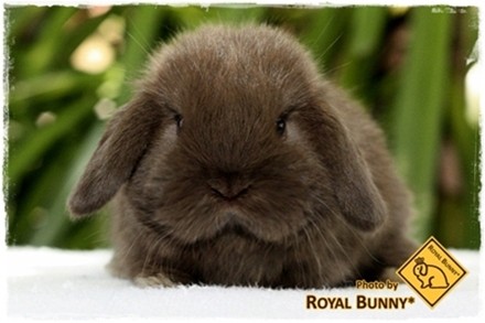 ฟาร์ม กระต่าย Royal Bunny จำหน่าย กระต่ายหูตก Holland Lop สายพันธุ์แท้ 100% รูปที่ 1