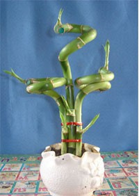 ขายส่งคุณภาพส่งออก ไผ่กวนอิม Lucky Bamboo ไผ่กวนอิมดัดเกลียว ไผ่กวนอิมถักสาน ต้นไผ่กวนอิม ด้นกวนอิม แปลงปลูกไผ่กวนอิม รูปที่ 1