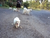 รูปย่อ ขายลูกสุนัขพันธุ์ Japanese Spitz สปิตซ์ (4,000 บาท ต่อรองได้) อายุครบ 2 เดือน เมื่อวันที่ 2 เดือน มกราคม 2554 รูปที่2