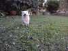 รูปย่อ ขายลูกสุนัขพันธุ์ Japanese Spitz สปิตซ์ (4,000 บาท ต่อรองได้) อายุครบ 2 เดือน เมื่อวันที่ 2 เดือน มกราคม 2554 รูปที่5