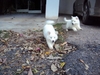 รูปย่อ ขายลูกสุนัขพันธุ์ Japanese Spitz สปิตซ์ (4,000 บาท ต่อรองได้) อายุครบ 2 เดือน เมื่อวันที่ 2 เดือน มกราคม 2554 รูปที่3