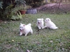 รูปย่อ ขายลูกสุนัขพันธุ์ Japanese Spitz สปิตซ์ (4,000 บาท ต่อรองได้) อายุครบ 2 เดือน เมื่อวันที่ 2 เดือน มกราคม 2554 รูปที่1