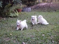ขายลูกสุนัขพันธุ์ Japanese Spitz สปิตซ์ (4,000 บาท ต่อรองได้) อายุครบ 2 เดือน เมื่อวันที่ 2 เดือน มกราคม 2554