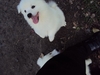 รูปย่อ ขายลูกสุนัขพันธุ์ Japanese Spitz สปิตซ์ (4,000 บาท ต่อรองได้) อายุครบ 2 เดือน เมื่อวันที่ 2 เดือน มกราคม 2554 รูปที่4