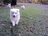 รูปย่อ ขายลูกสุนัขพันธุ์ Japanese Spitz สปิตซ์ (4,000 บาท ต่อรองได้) อายุครบ 2 เดือน เมื่อวันที่ 2 เดือน มกราคม 2554 รูปที่6