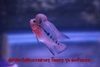 รูปย่อ ปลาฟอร์ม ลูกปลา  ปลาหมอสี ขี้ขาว เร่งแดง หัวเป็นรู ปลาป่วย ปลาไม่กินอาหาร ปลาแอบ วิตามิน ตาโปน เลี้ยงปลาหมอสี flowerhorn รูปที่6