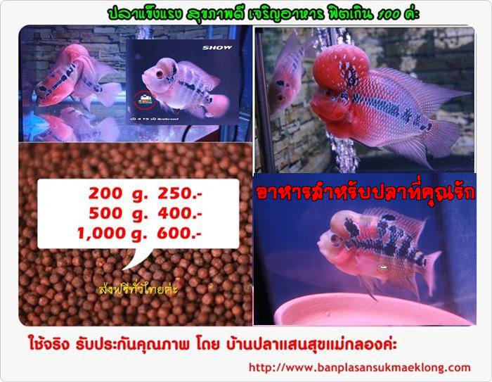 ปลาฟอร์ม ลูกปลา  ปลาหมอสี ขี้ขาว เร่งแดง หัวเป็นรู ปลาป่วย ปลาไม่กินอาหาร ปลาแอบ วิตามิน ตาโปน เลี้ยงปลาหมอสี flowerhorn รูปที่ 7