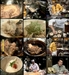 รูปย่อ รายการเชฟกะทะเหล็ก(Iron Cheft),Maki Magic Restaurant,Food Vs Food ,โกโกริโกะเกมส์กึ๋ รูปที่5