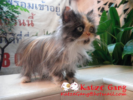 ✿ แมวเปอร์เซ๊ยสามสี ตัวน้อย ✿  รูปที่ 3