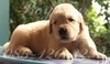 รูปย่อ ขายหมาโกลเด้น ขายสุนัขโกลเด้น Golden Retriever จำหน่าย ลูกสุนัข โกลเด้น สายพันธุ์แท้ รูปที่5