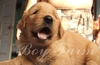 รูปย่อ ขายหมาโกลเด้น ขายสุนัขโกลเด้น Golden Retriever จำหน่าย ลูกสุนัข โกลเด้น สายพันธุ์แท้ รูปที่6