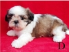 รูปย่อ จำหน่ายลูกสุนัข Shih Tzu พันธุ์แท้ สายเลือดเยี่ยม รับประกันคุณภาพBraz.Th.Asian.Ch.+karola kor kar of jeradel รูปที่5