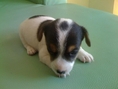 ขายลูกสุนัข แจ๊ค รัสเซล สวย น่ารัก แสนซน สุขภาพ แข็งแรง ตัวเมีย-2 ตัวผู้-2