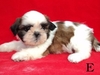 รูปย่อ จำหน่ายลูกสุนัข Shih Tzu พันธุ์แท้ สายเลือดเยี่ยม รับประกันคุณภาพBraz.Th.Asian.Ch.+karola kor kar of jeradel รูปที่6