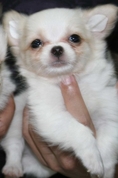 ขายลูกสุนัข ชิวาวา ขนยาว สีขาว น่ารักมาก มีใบเพ็ดดีกรีเต็มใบ
