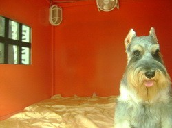 รับฝากสุนัข รายวัน รายเดือน ที่ DOG HOTEL โรงแรมหมา รูปที่ 1