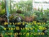 รูปย่อ สวนฮว่านง็อกรามอินทรา 66 *08-65747238* ที่นี่ขายไม้ล้อม  ไม้ดอก ไม้ผล  ต้นไม้ทุกชนิด  ดิน กระถาง ราคาถูก !! รูปที่4