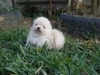 รูปย่อ ลูกสุนัขพันธุ์ปอมเมเรเนียน สีขาว-ครีม เพศเมีย 2 ตัว ตัวในรูป รูปที่3