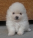 รูปย่อ ลูกสุนัขพันธุ์ปอมเมเรเนียน สีขาว-ครีม เพศเมีย 2 ตัว ตัวในรูป รูปที่1