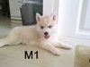 รูปย่อ ขายลูกสุนัข Siberian Husky น่ารักๆค่ะ รูปที่3