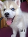 รูปย่อ ขายลูกสุนัข Siberian Husky น่ารักๆค่ะ รูปที่2