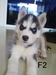 รูปย่อ ขายลูกสุนัข Siberian Husky น่ารักๆค่ะ รูปที่5