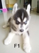 รูปย่อ ขายลูกสุนัข Siberian Husky น่ารักๆค่ะ รูปที่4