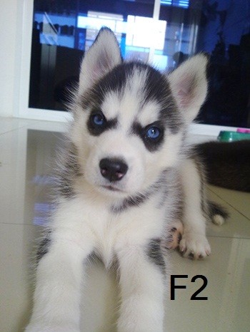 ขายลูกสุนัข Siberian Husky น่ารักๆค่ะ รูปที่ 1