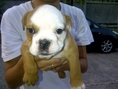 ขาย ลูกสุนัข Bull Dog อเมริกัน บลูด๊อก ลูกหมา ลูกBulldog