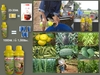 รูปย่อ เกษตรอินทรีย์ยุคใหม่ใช้ ไฮโกรเอส-ไฮโกรแอล อาหารเสริมพืช ผลผลิตเพิ่ม รายได้ทวีคุณ รูปที่3