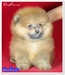 รูปย่อ น้องอั่งเปา ลูกปอม เพศผู้ Top Grade จาก DOGHISO รูปที่4