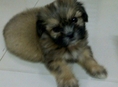 ขายลูกปอม+ชิสุห์ เพศผู้ น่ารักๆ ราคาต่อรองได้ค่ะ