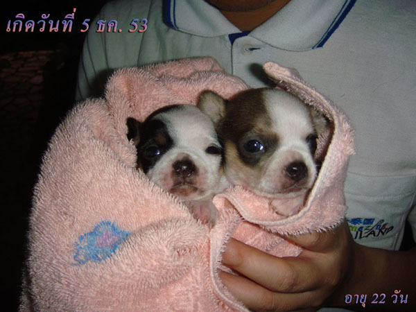 +++ขาย ลูก Chihuahua ขนสองชั้น เพศผู้ ราคาเบา เบา+++ รูปที่ 1