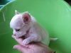 รูปย่อ Chihuahua น้องใหม่ล่าสุด รูปที่3