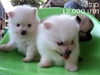 รูปย่อ Pom Pom น้องใหม่ล่าสุด รูปที่2