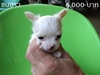 รูปย่อ Chihuahua น้องใหม่ล่าสุด รูปที่2