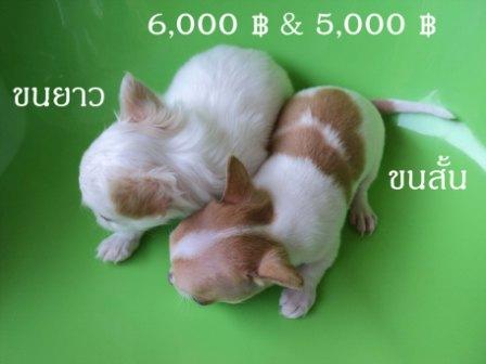 Chihuahua น้องใหม่ล่าสุด รูปที่ 1