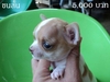 รูปย่อ Chihuahua น้องใหม่ล่าสุด รูปที่4