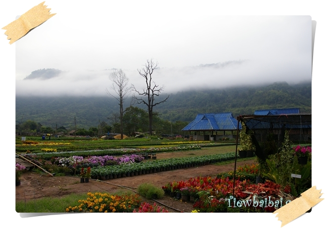 เช้าๆ ที่ภูเรือ สายๆ ที่ภูหลวง เย็นๆ ที่เชียงคาน(2 วัน 1 คืน) รูปที่ 4
