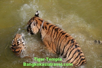 Exclusive morning Tiger Temple Tour and Travel รูปที่ 1