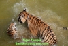 รูปย่อ Exclusive morning Tiger Temple Tour and Travel รูปที่1