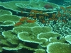 รูปย่อ ดูปะการัง ชุมพร ดูปะการังหมู่เกาะชุมพร ชมปะการัง ชุมพร ดำน้ำดูปะการัง ชุมพร รูปที่3